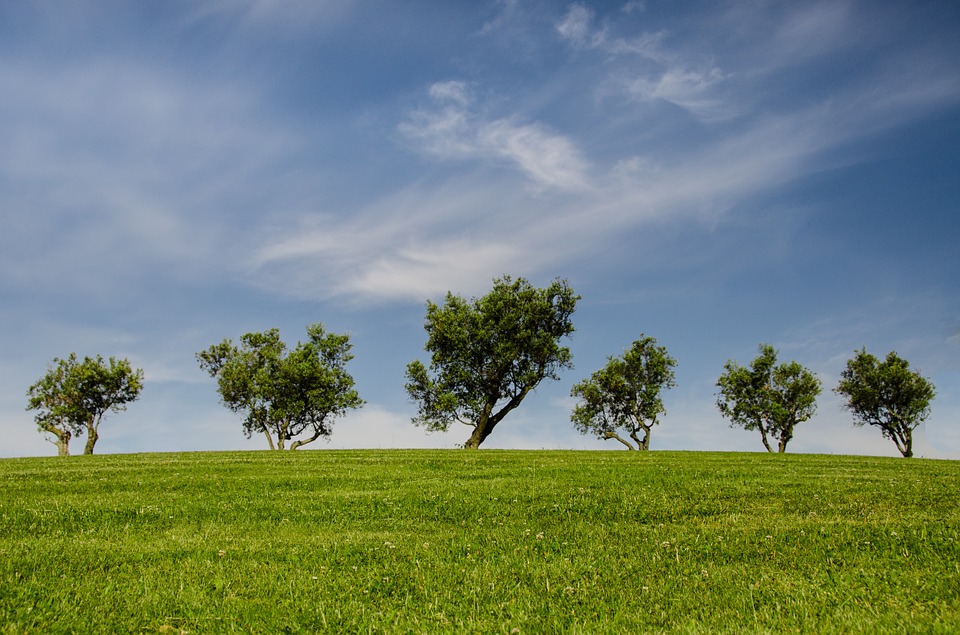 field with trees